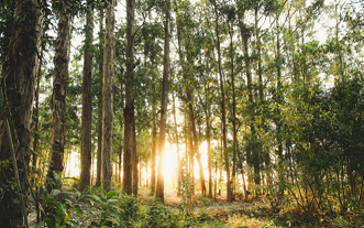 Un bosque con arbolesDescripcin generada automticamente