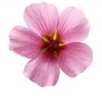 malva