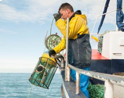 C:\Users\Catia\Documents\Multimedia\Imagenes\Pesquer&iacute;as\Pulpo Nav&iacute;a Porc&iacute;a\pulpo2.jpg