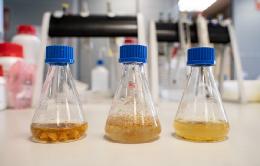 Ensayos de hidrólisis enzimática de los subproductos del proyecto ESENCIAL en matraz, de izquierda a derecha: piel de piña, cascarilla de arroz y subproductos de naranja. Foto: ITENE