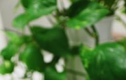 POKE DE SALMÓN Y MANZANA