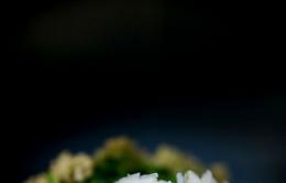 BUEY DE MAR, FLOR DE SAUCO, PAMPLINAS